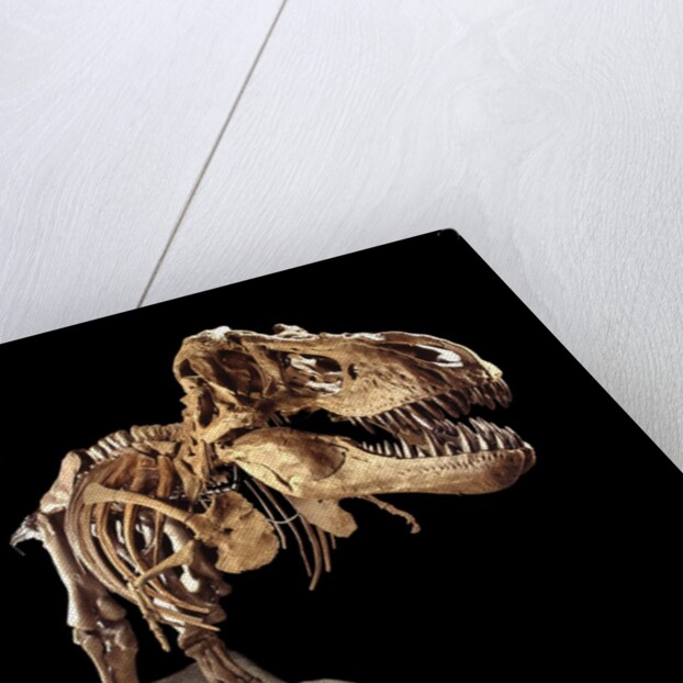 Tyrannosaurus Rex Skeleton by Anonymous