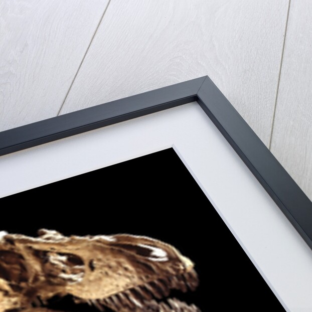 Tyrannosaurus Rex Skeleton by Anonymous