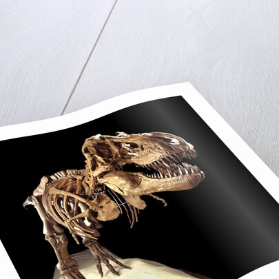 Tyrannosaurus Rex Skeleton by Anonymous