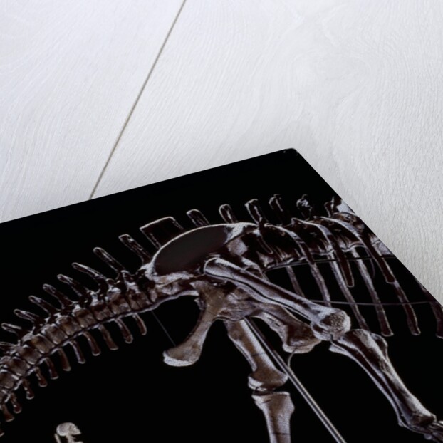 Human Skeleton and Apatosaurus Louisae by Anonymous