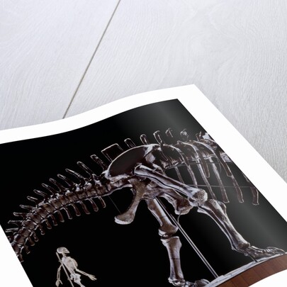 Human Skeleton and Apatosaurus Louisae by Anonymous
