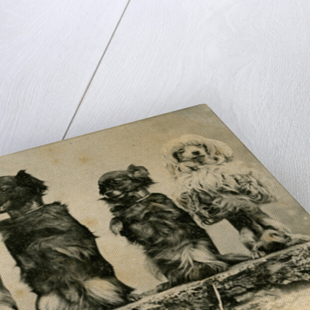 Five Dogs on their Hind Legs Standing in a Row by Anonymous