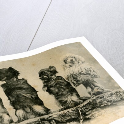 Five Dogs on their Hind Legs Standing in a Row by Anonymous