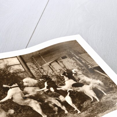 Poodle and Five Dogs Standing on their Hind Legs in a Line by Anonymous