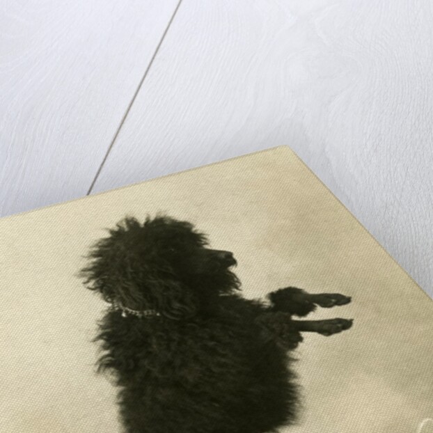 Black Poodle Standing on its Hind Legs on a Table by Anonymous
