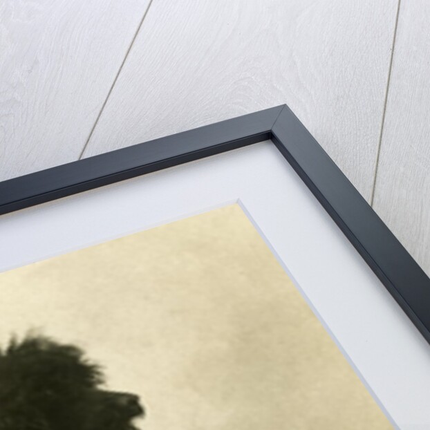 Black Poodle Standing on its Hind Legs on a Table by Anonymous