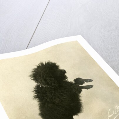 Black Poodle Standing on its Hind Legs on a Table by Anonymous