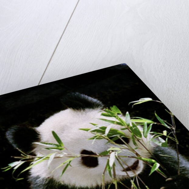 Giant Panda Eating Bamboo by Anonymous
