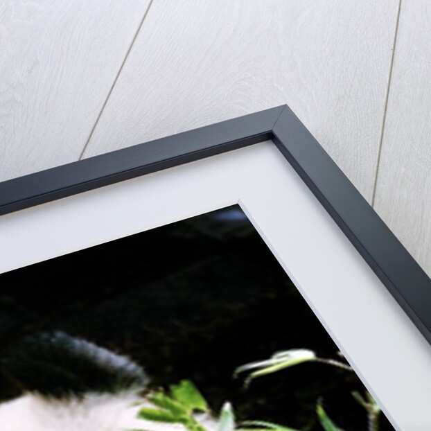 Giant Panda Eating Bamboo by Anonymous