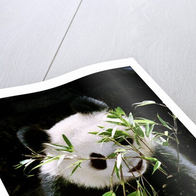 Giant Panda Eating Bamboo by Anonymous