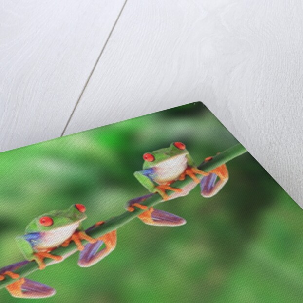 Red-Eyed Tree Frogs on Branch by Anonymous