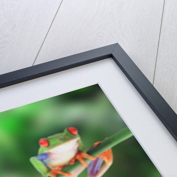 Red-Eyed Tree Frogs on Branch by Anonymous