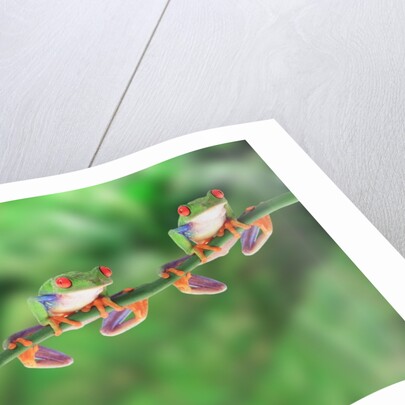Red-Eyed Tree Frogs on Branch by Anonymous