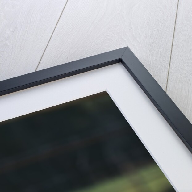 Yorkshire and Hampshire Mixed Breed Piglet by Anonymous