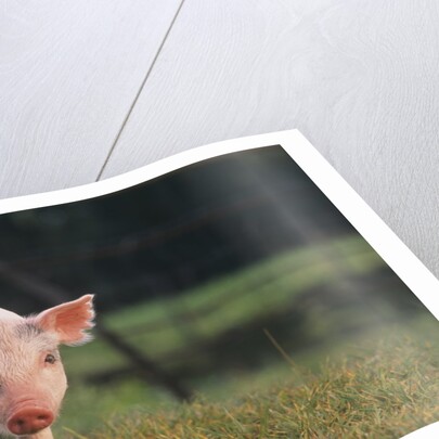 Yorkshire and Hampshire Mixed Breed Piglet by Anonymous