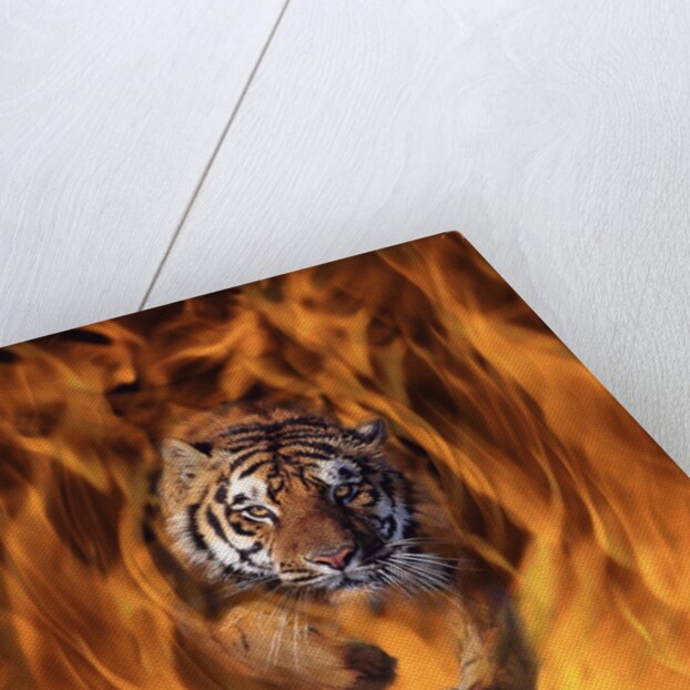 Tiger Running Through Flames by Anonymous