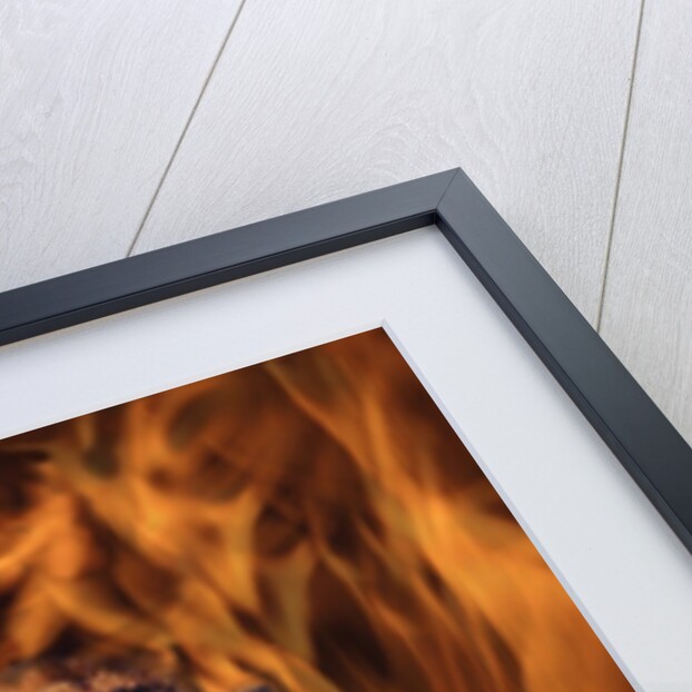 Tiger Running Through Flames by Anonymous