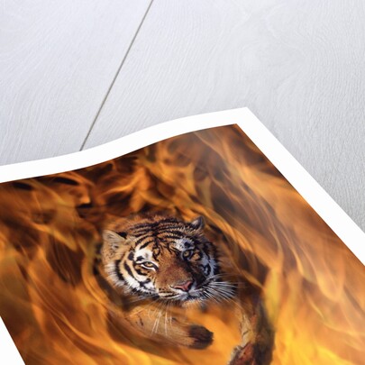 Tiger Running Through Flames by Anonymous