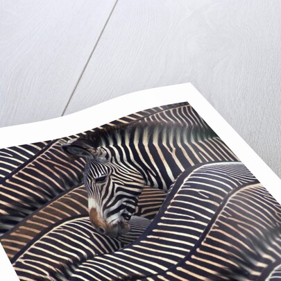 Grevy's Zebras by Corbis