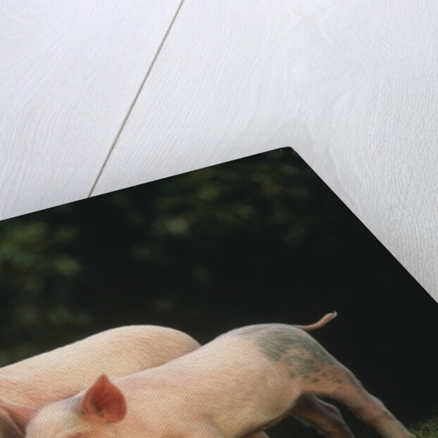 Yorkshire Piglets by Anonymous