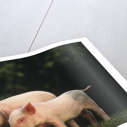 Yorkshire Piglets by Anonymous