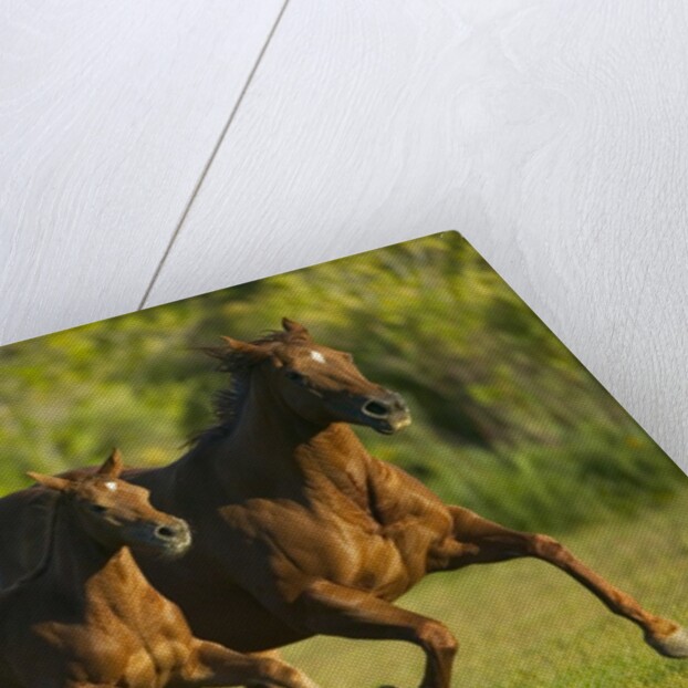 Horses Galloping by Anonymous
