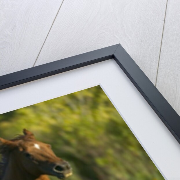 Horses Galloping by Anonymous