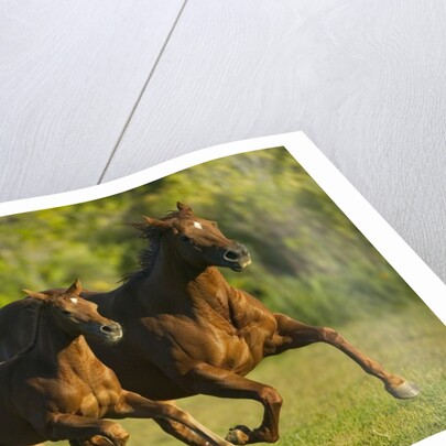 Horses Galloping by Anonymous