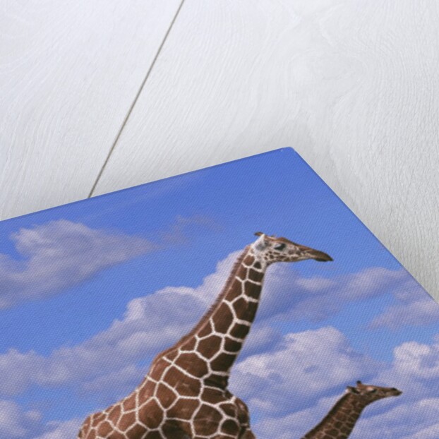 Reticulated Giraffe with Young by Anonymous