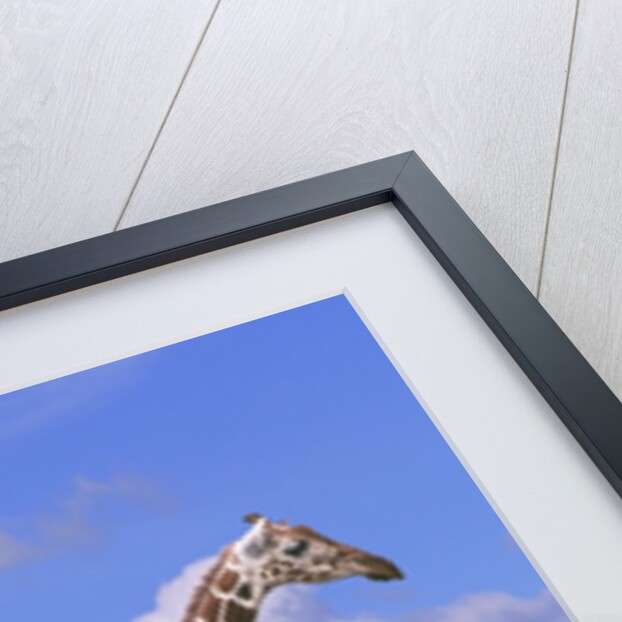 Reticulated Giraffe with Young by Anonymous