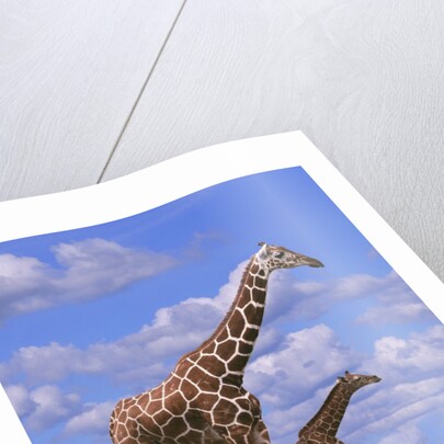 Reticulated Giraffe with Young by Anonymous