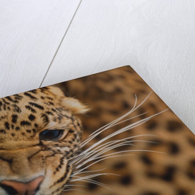 Snarling Leopard by Anonymous