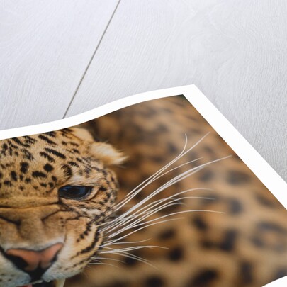 Snarling Leopard by Anonymous