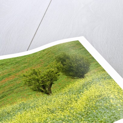 Wildflowers Blooming in Meadow by Anonymous