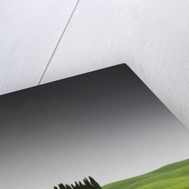 Cypress Grove in Field by Anonymous