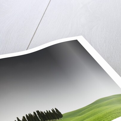 Cypress Grove in Field by Anonymous