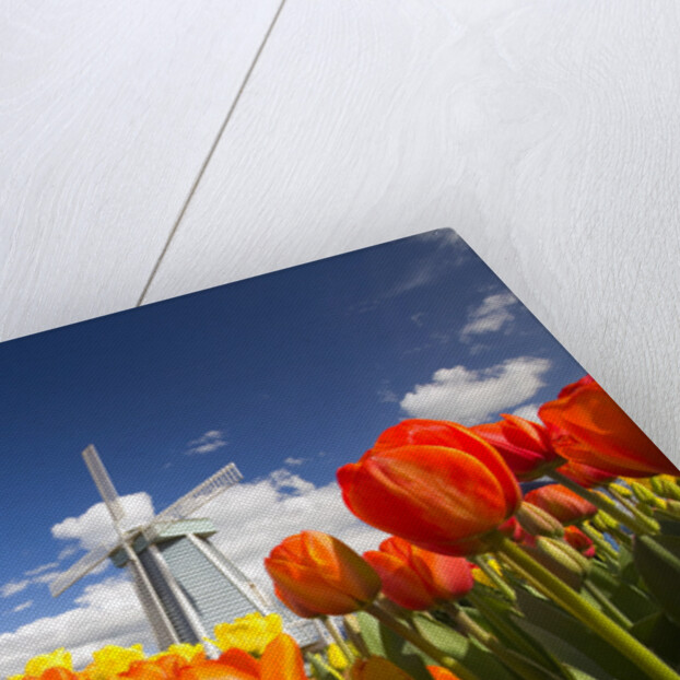 Windmill in Tulip Field by Anonymous