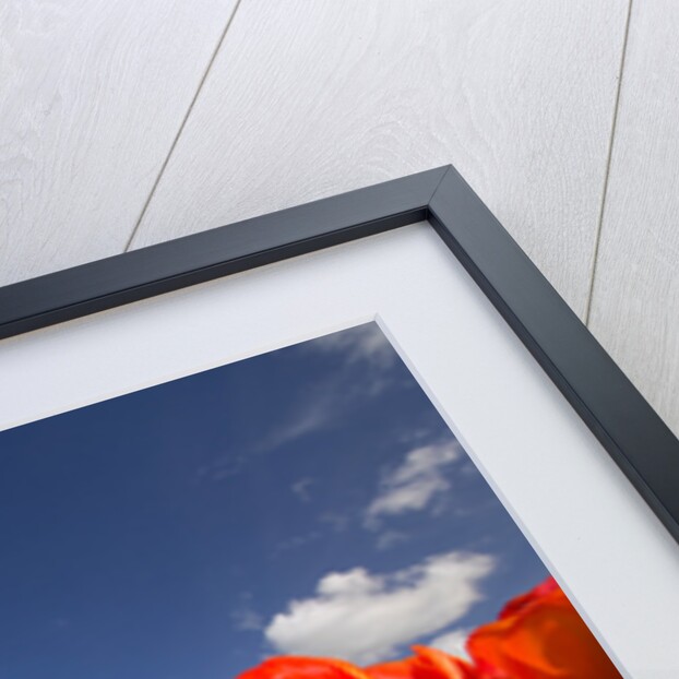 Windmill in Tulip Field by Anonymous