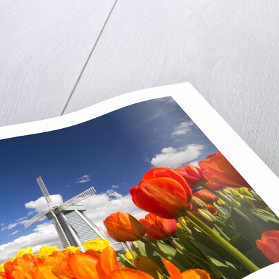 Windmill in Tulip Field by Anonymous