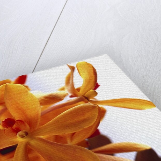 Yellow Flowers by Anonymous