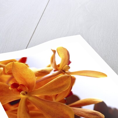 Yellow Flowers by Anonymous