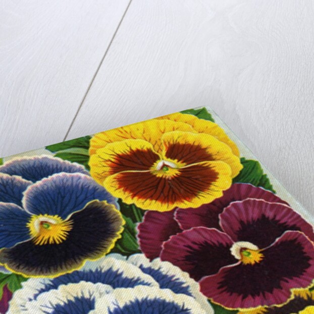Seed Catalog Illustration of Six Pansy Blossoms by Anonymous
