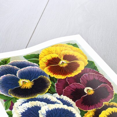 Seed Catalog Illustration of Six Pansy Blossoms by Anonymous