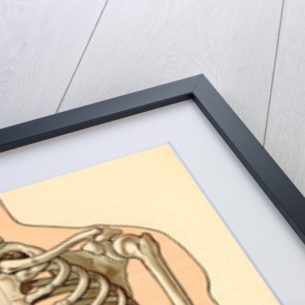 Illustration of Muscles and Skeleton of the Human Torso, Front by Maurice Dessertenne