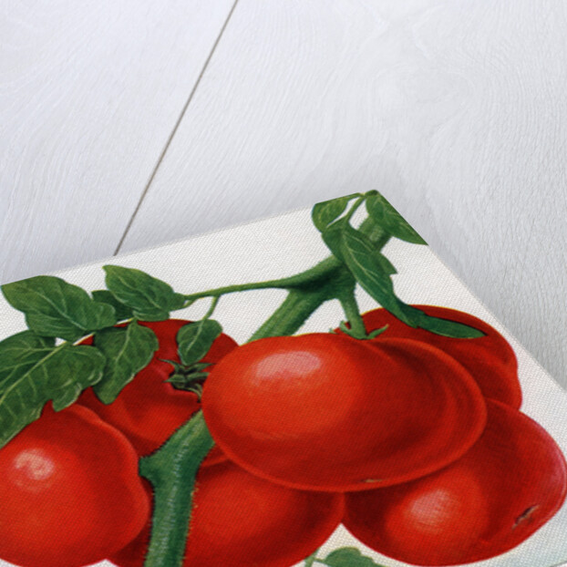 Color Print of Tomatoes on the Vine by Anonymous