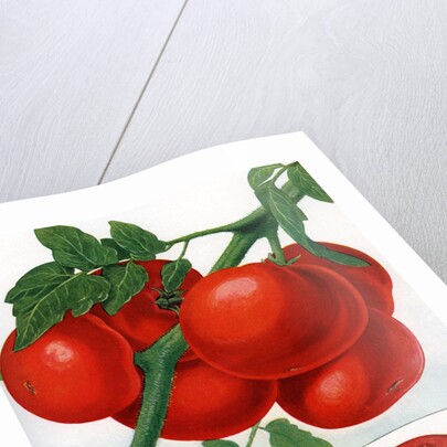 Color Print of Tomatoes on the Vine by Anonymous