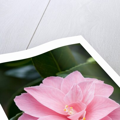 Camellia x williamsii 'Billie McCaskell' by Anonymous