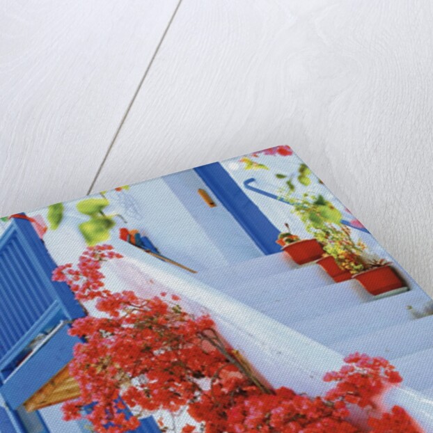 Flowers Blooming on Stairway by Anonymous