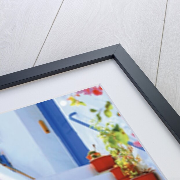 Flowers Blooming on Stairway by Anonymous