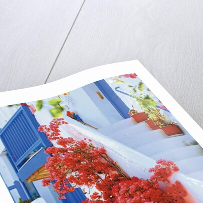 Flowers Blooming on Stairway by Anonymous